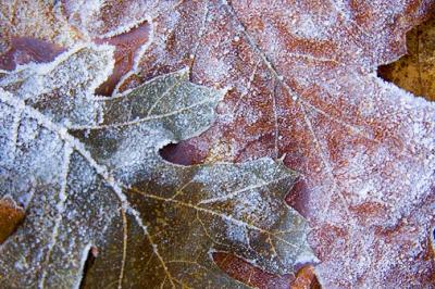 Frosty Leaves 20051212-23223