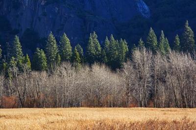 Yosemite Meadow 23290