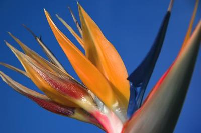 Bird of Paradise Closeup