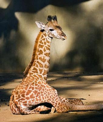 Young Giraffe Relaxing