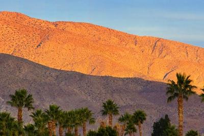 Desert Palms at Sunset 20051223