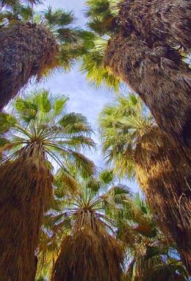 Desert Fan Palms