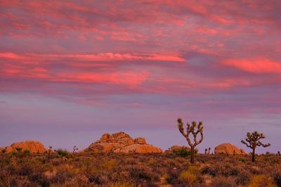 Joshua Trees At Sunset 25247