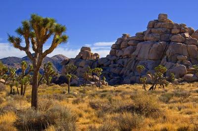 Joshua Tree 25325