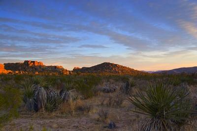 Joshua Tree At Sunrise 25476