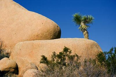 Joshua Tree 25267