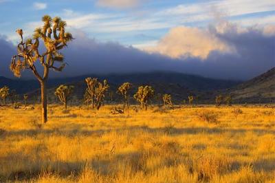 Joshua Trees At Sunrise 25810