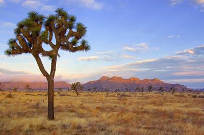 Joshua Tree At Sunrise 25799