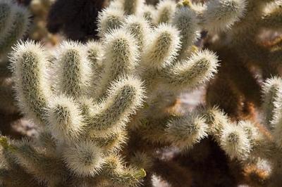 Cholla Cactus 25908