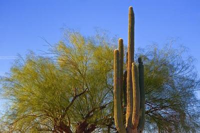 Saguaro & Tree