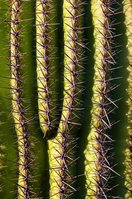 Saguaro Ribs