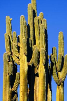 Really Complex Saguaro