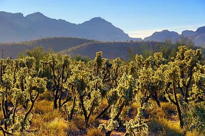 Cholla Patch