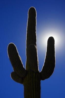 Saguaro in the Sun2