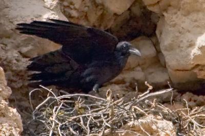 Raven's Nest 29042