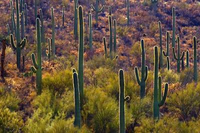 Backlit Cactus Forest 30213