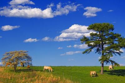 Ozark Cows 20060407