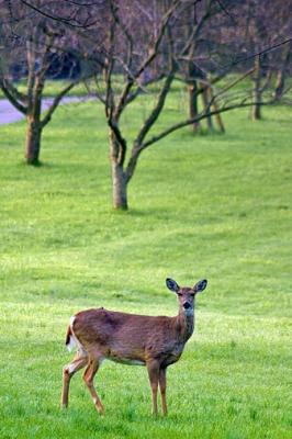 Cedarbrook Deer 20060411
