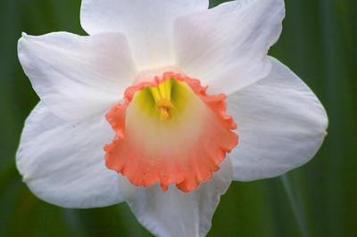 Pink Daffodil 20060412