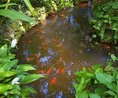 g3/75/47975/3/58727709.KoiPond_33588.jpg