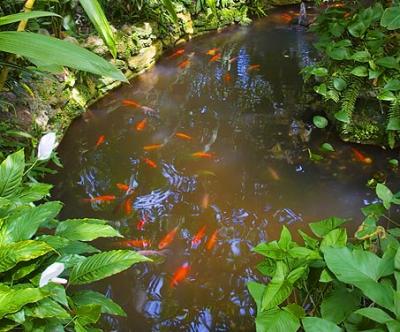 Koi Pond