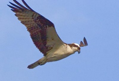 Osprey in Flight 41231