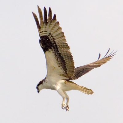 Osprey in Flight 20060907