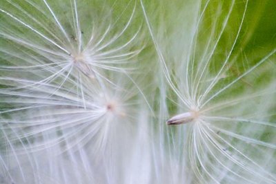 Seed Cluster