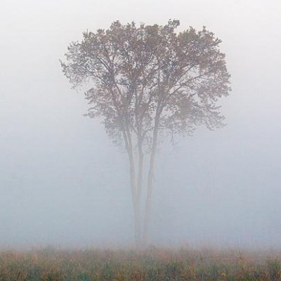 Tree In Ground Fog 20060917