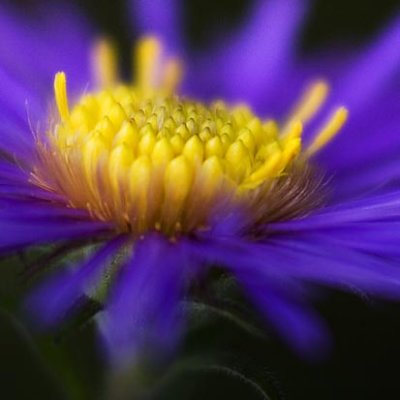 Purple Wildflower 20060919