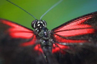 Butterfly Closeup 69860