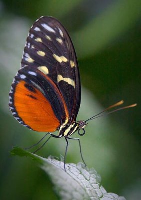 Butterfly 69922