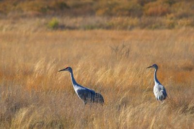 Sandhill Cranes 72571