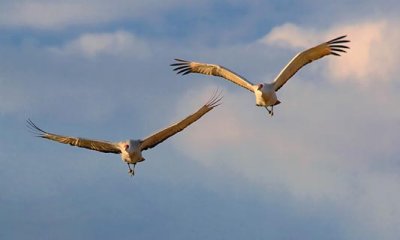 Sandhill Cranes 73202