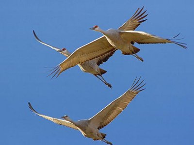 Sandhill Cranes 73205