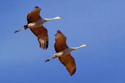 Sandhill Cranes 73537