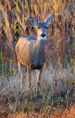 Curious Deer 73327