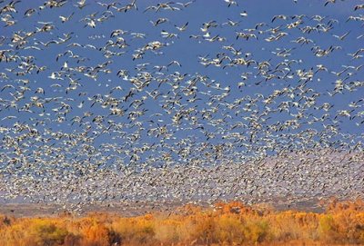 Snow Geese Fly-out 73214