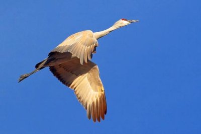 Sandhill Crane 73189