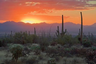Desert Sunset 74319