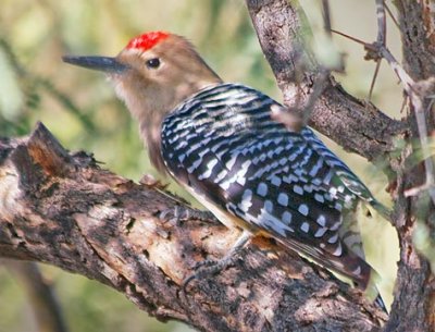 Gila Woodpecker 74395
