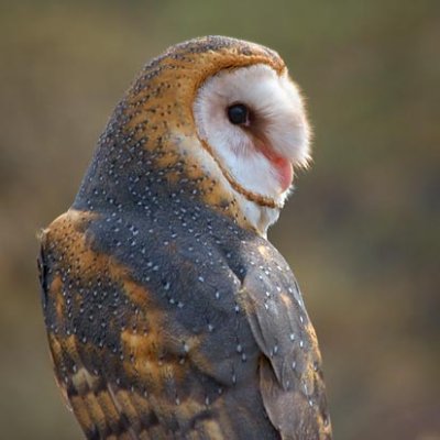 Barn Owl 74708