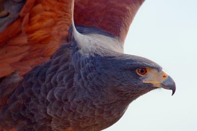 Harris's Hawk 75213