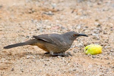 Curve-billed Thrasher 75344