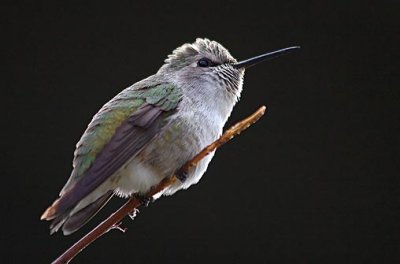 Hummingbird 74867