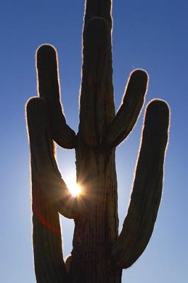 Sun & Saguaro Cactus 75616