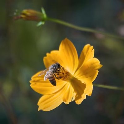 Bee On An Orange Flower 75879