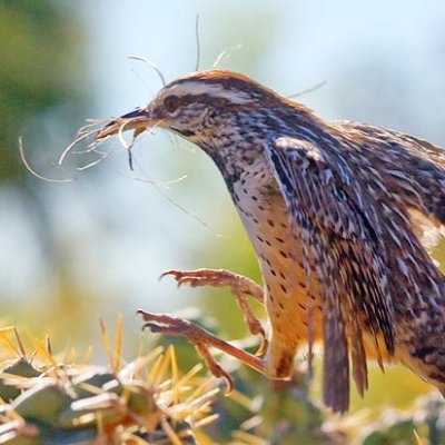 Landing Cactus Wren 75731