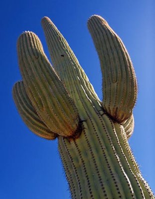 Saguaro Cactus 75573