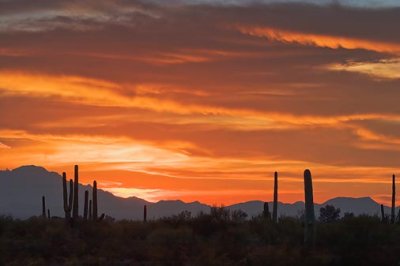 Desert Sunset 76029